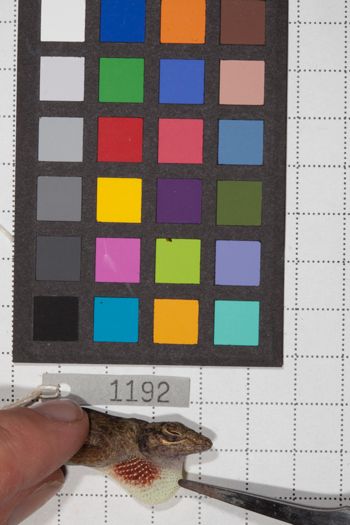 Media type: image;   Herpetology R-190645